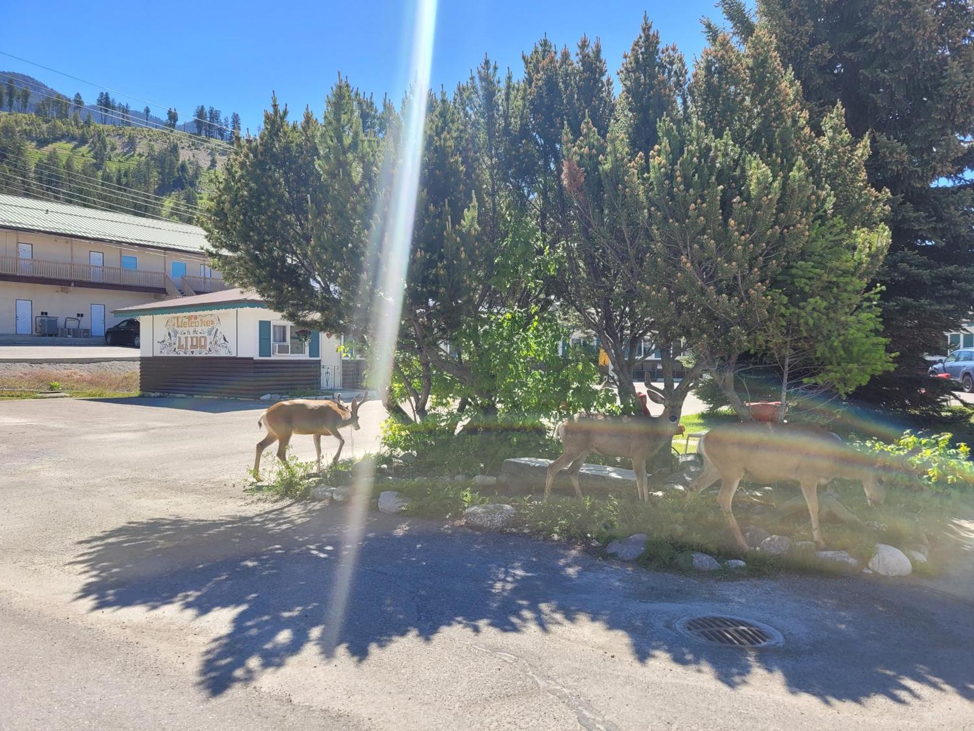 Lido Motel Radium Hot Springs Eksteriør bilde